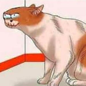 Meet your Posher, Noah